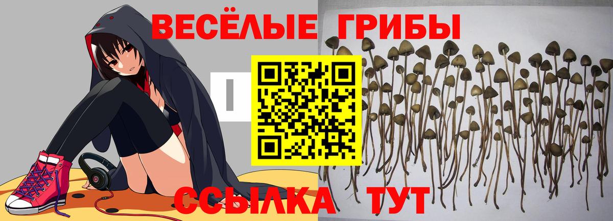 Оренбург  Псилоцибиновые грибы Cubensis  хочу   Псилоцибиновые грибы Magic Shrooms  Вход с VPN 
